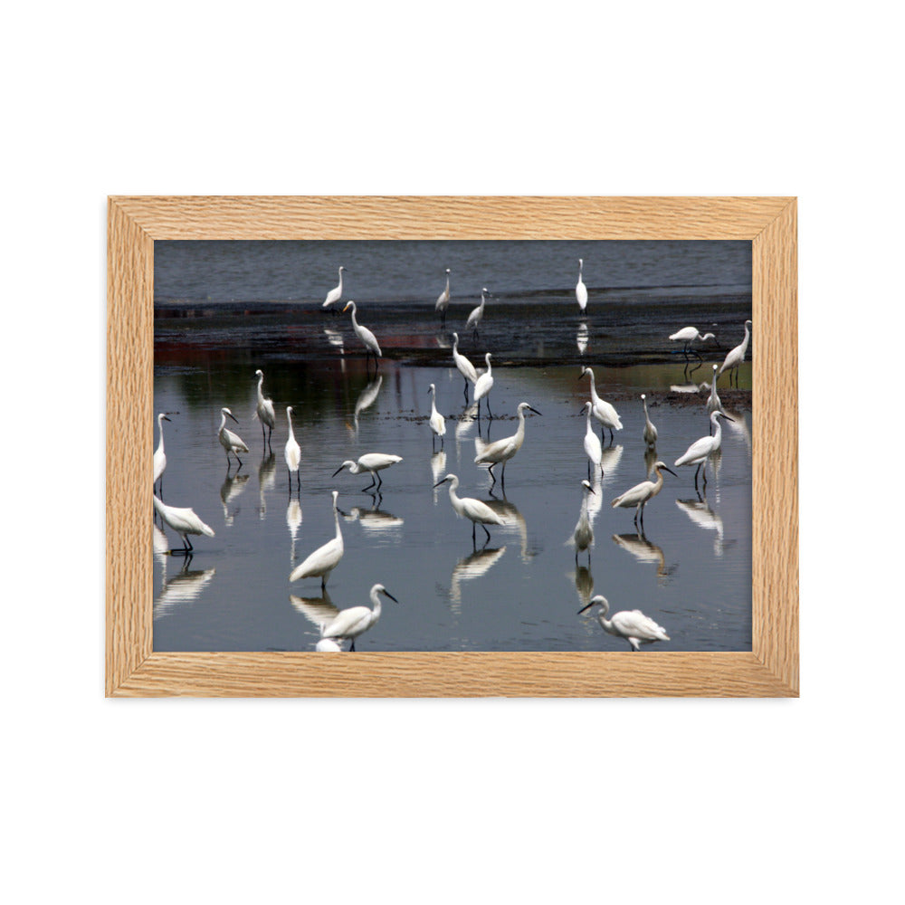 Ein Schwarm Seidenreiher - Poster im Rahmen Oak / 21×30 cm artlia