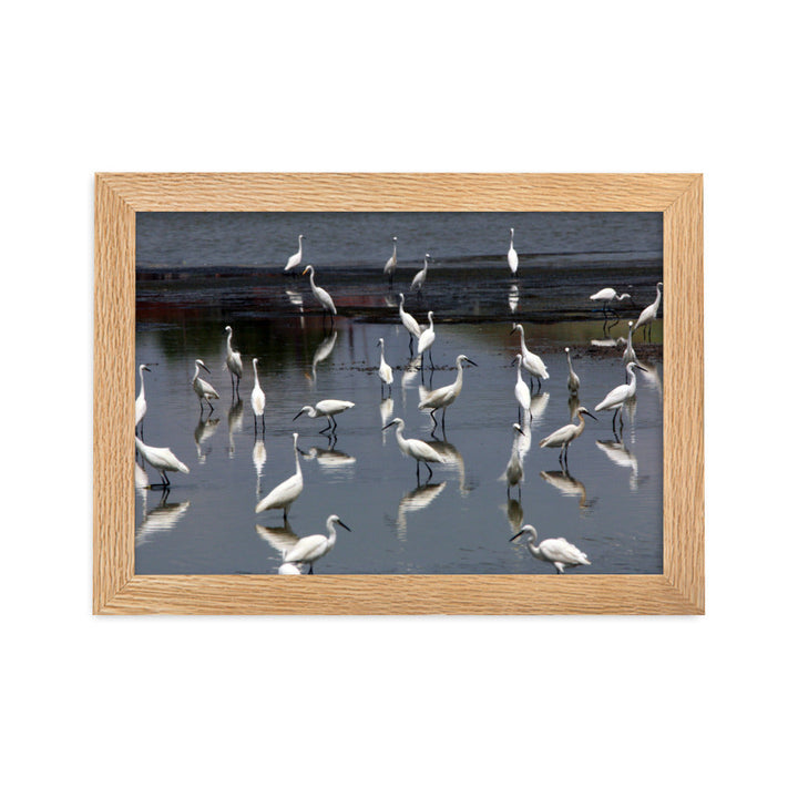 Ein Schwarm Seidenreiher - Poster im Rahmen Oak / 21×30 cm artlia