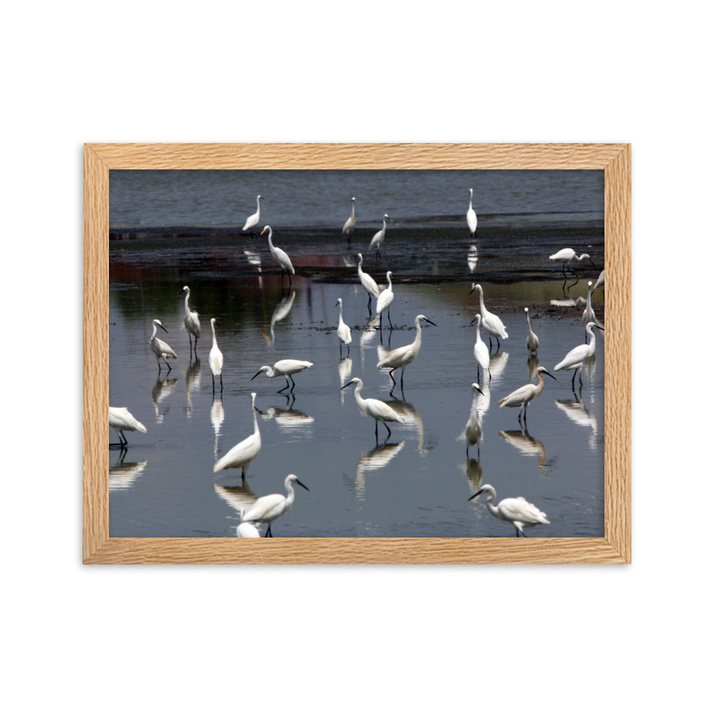 Ein Schwarm Seidenreiher - Poster im Rahmen Oak / 30×40 cm artlia