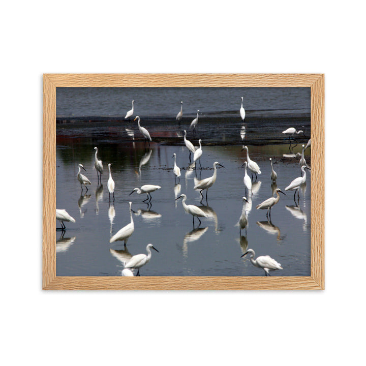 Ein Schwarm Seidenreiher - Poster im Rahmen Oak / 30×40 cm artlia