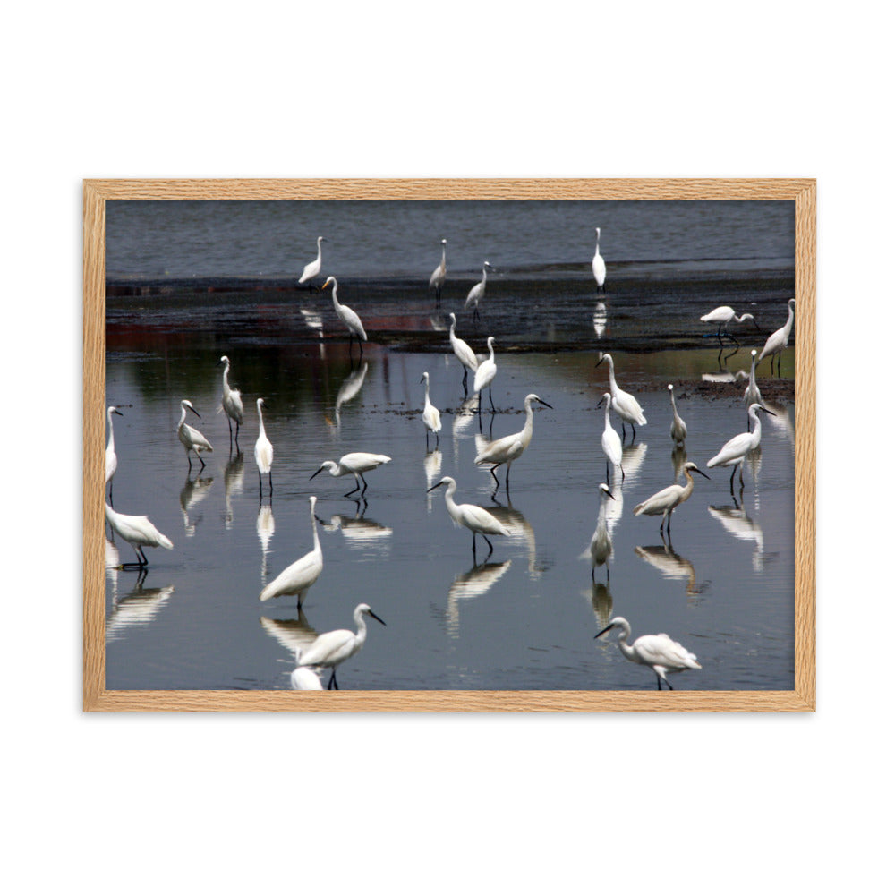 Ein Schwarm Seidenreiher - Poster im Rahmen Oak / 50×70 cm artlia