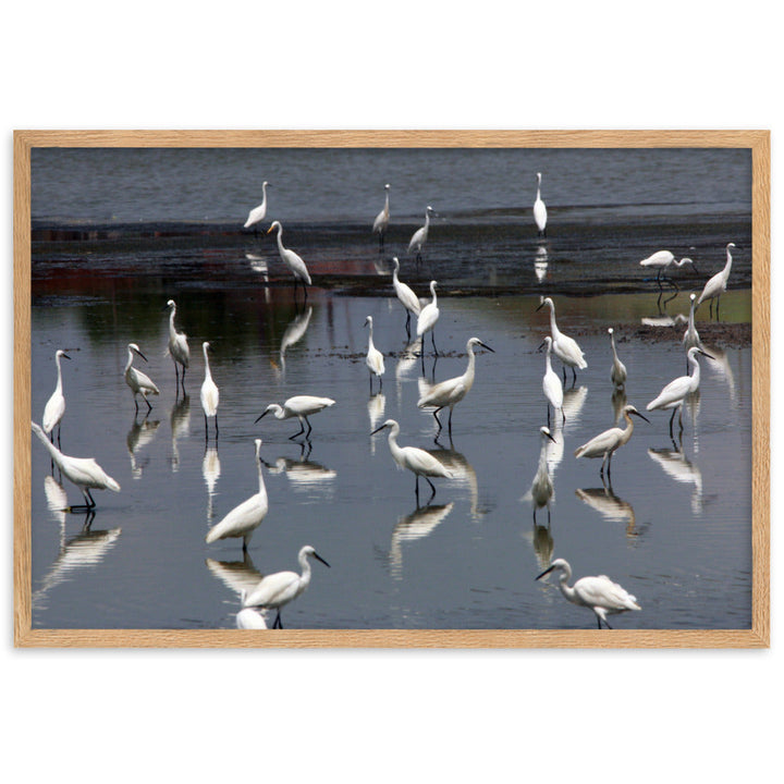 Ein Schwarm Seidenreiher - Poster im Rahmen Oak / 61×91 cm artlia