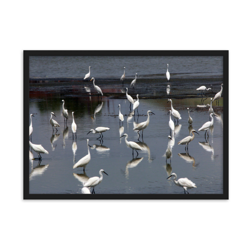 Ein Schwarm Seidenreiher - Poster im Rahmen Schwarz / 50×70 cm artlia