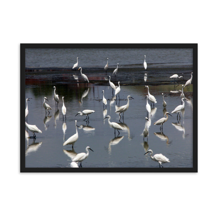 Ein Schwarm Seidenreiher - Poster im Rahmen Schwarz / 50×70 cm artlia