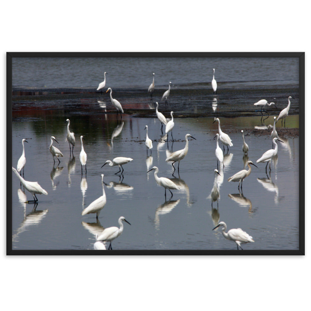 Ein Schwarm Seidenreiher - Poster im Rahmen Schwarz / 61×91 cm artlia