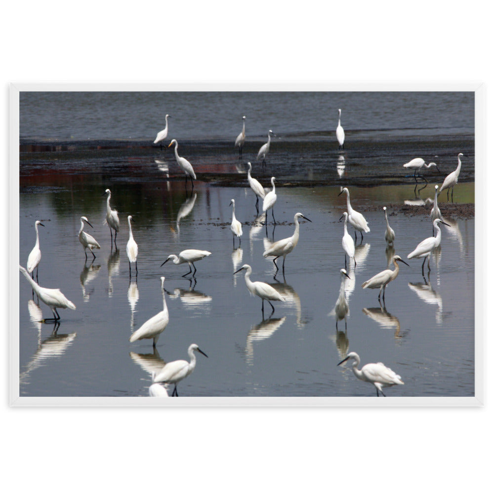 Ein Schwarm Seidenreiher - Poster im Rahmen Weiß / 61×91 cm artlia