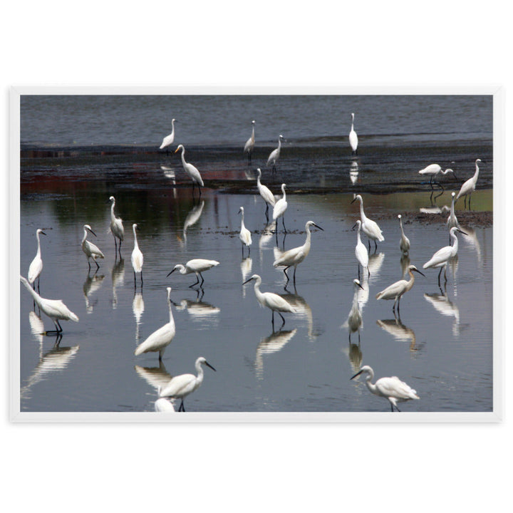 Ein Schwarm Seidenreiher - Poster im Rahmen Weiß / 61×91 cm artlia