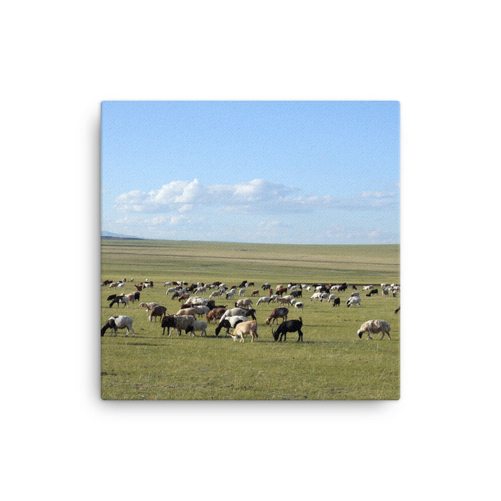Leinwand - Herd of sheep graze in Mongolian steppe 41x41 cm artlia