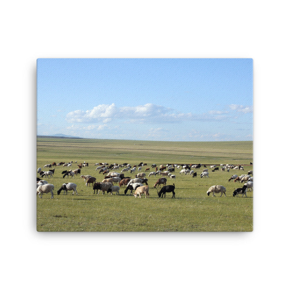 Leinwand - Herd of sheep graze in Mongolian steppe 41x51 cm artlia