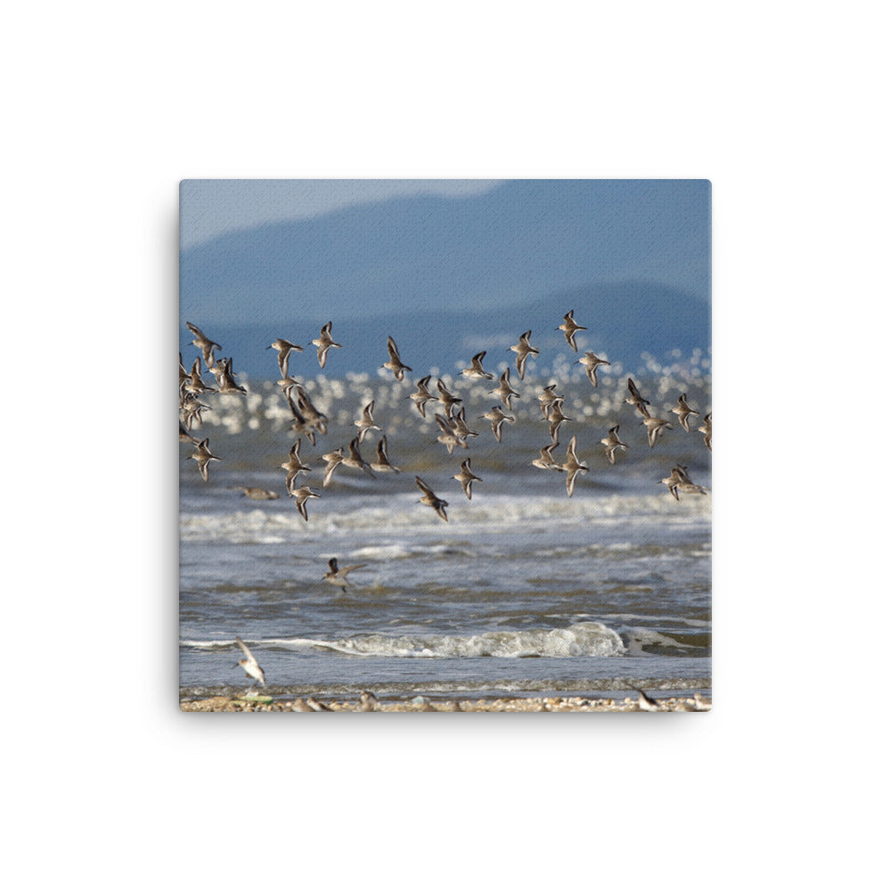 Leinwand - Shorebirds 41x41 cm artlia