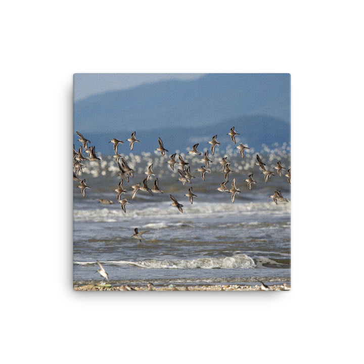 Leinwand - Shorebirds 41x41 cm artlia