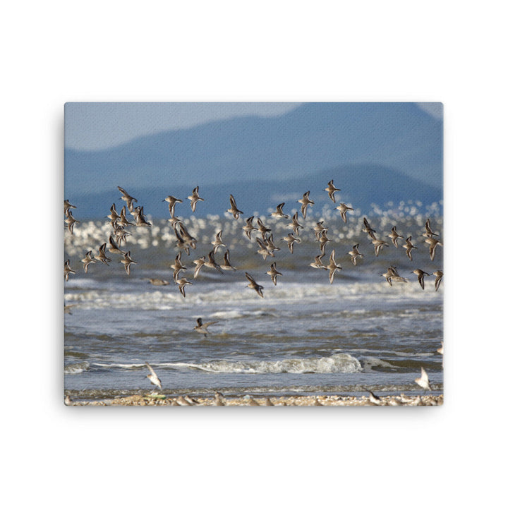 Leinwand - Shorebirds 41x51 cm artlia
