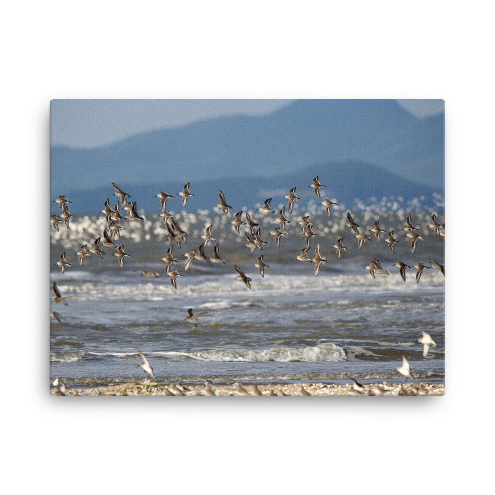 Leinwand - Shorebirds 30x41 cm artlia