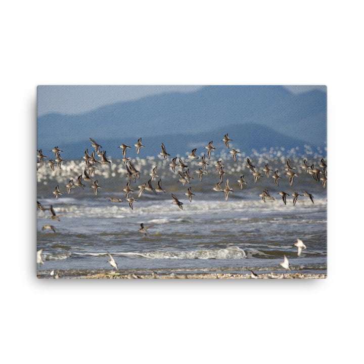 Leinwand - Shorebirds 61x91 cm artlia