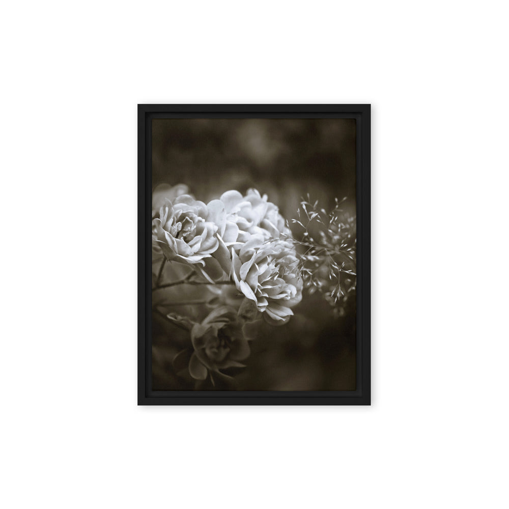 Leinwand - Weiße Pfingstrosen Schwarz / 31x41 cm (12″×16″) artlia