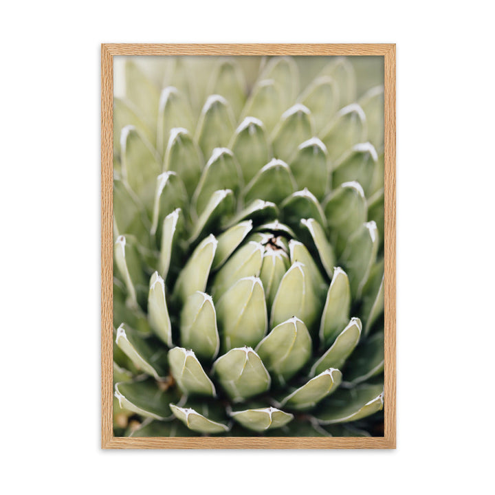 Poster - Cactus Flower II Oak / 50×70 cm artlia