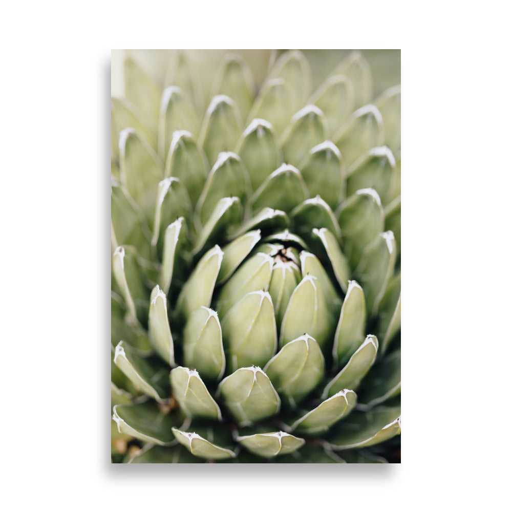 Poster - Cactus Flower II ohne Rahmen / 21×30 cm artlia