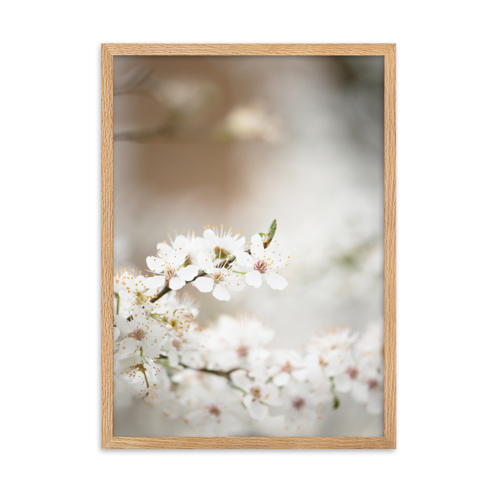 Poster - Kirschblüten Oak / 50×70 cm artlia