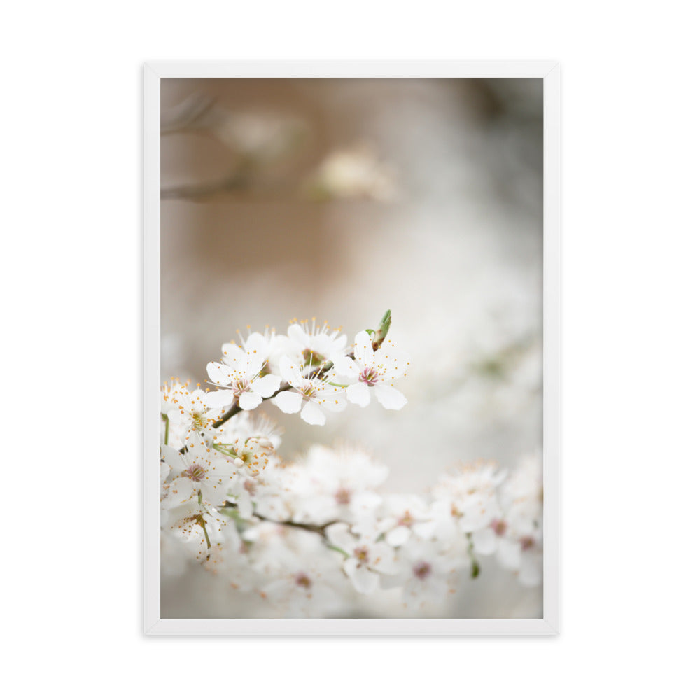Poster - Kirschblüten Weiß / 50×70 cm artlia