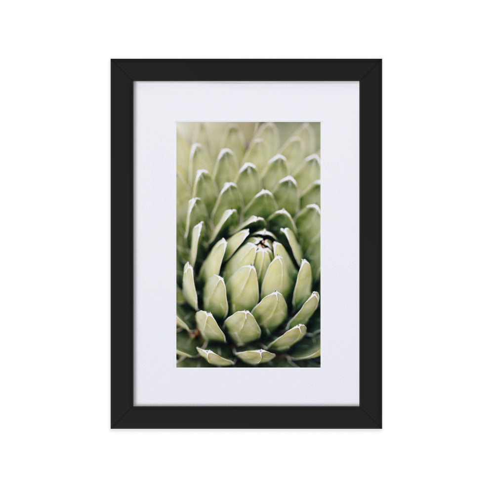 Poster mit Passepartout - Cactus Flower II Schwarz / 21×30 cm artlia