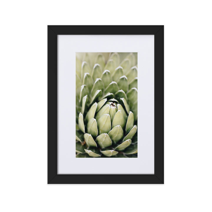 Poster mit Passepartout - Cactus Flower II Schwarz / 21×30 cm artlia