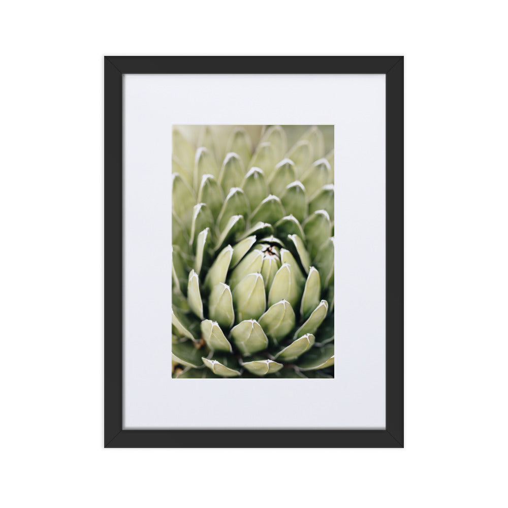 Poster mit Passepartout - Cactus Flower II Schwarz / 30×40 cm artlia