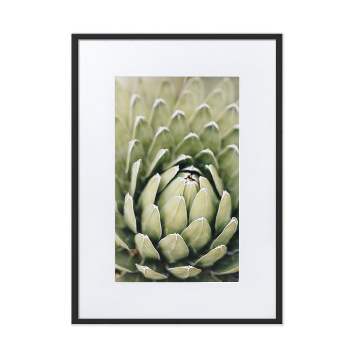 Poster mit Passepartout - Cactus Flower II Schwarz / 50×70 cm artlia