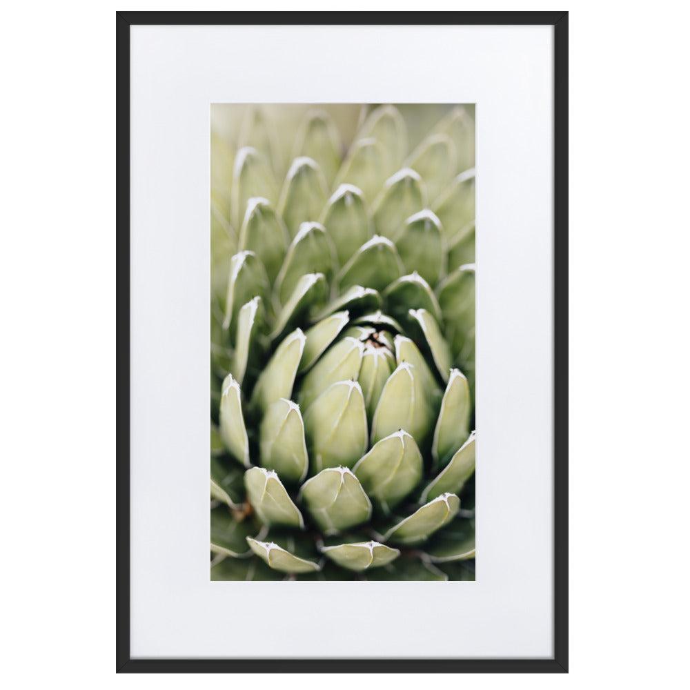 Poster mit Passepartout - Cactus Flower II Schwarz / 61×91 cm artlia