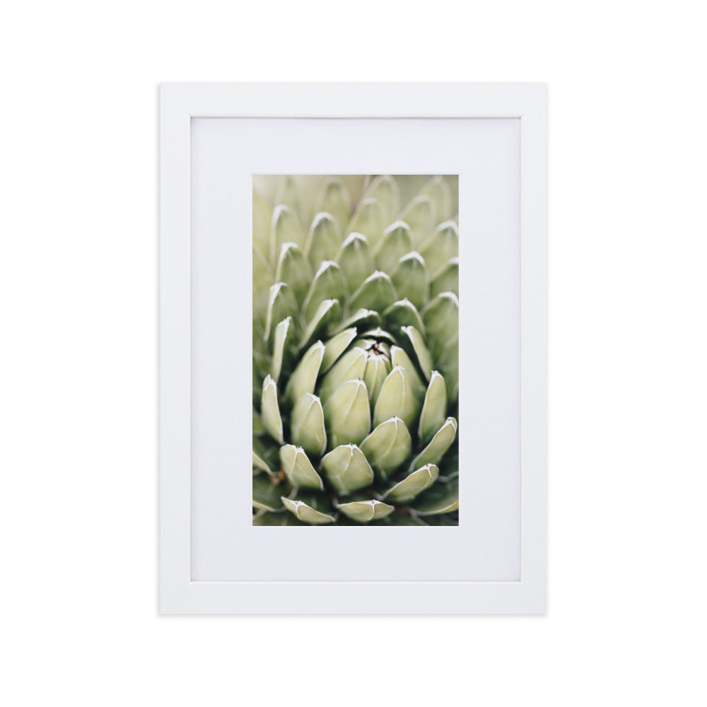 Poster mit Passepartout - Cactus Flower II Weiß / 21×30 cm artlia