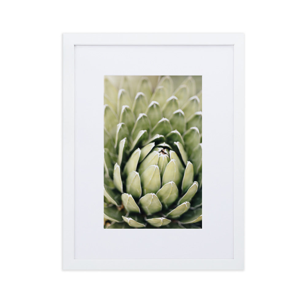 Poster mit Passepartout - Cactus Flower II Weiß / 30×40 cm artlia
