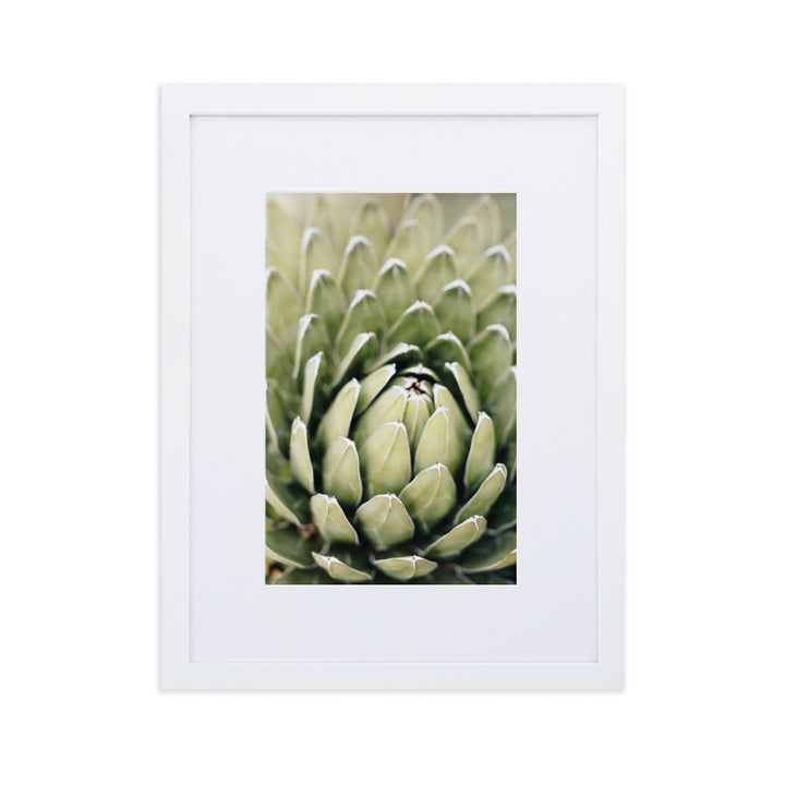 Poster mit Passepartout - Cactus Flower II Weiß / 30×40 cm artlia