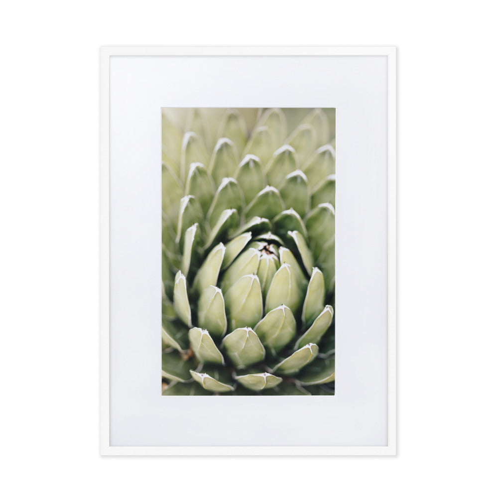 Poster mit Passepartout - Cactus Flower II Weiß / 50×70 cm artlia
