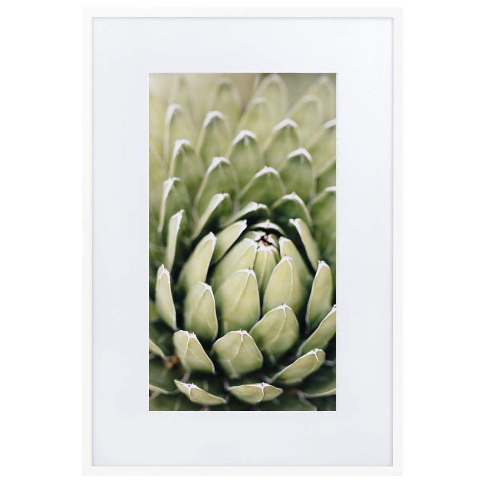 Poster mit Passepartout - Cactus Flower II Weiß / 61×91 cm artlia
