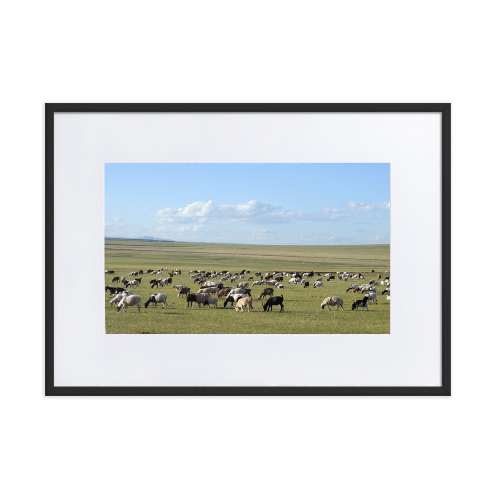 Poster mit Passepartout - Herd of sheep graze in Mongolian steppe Schwarz / 50×70 cm artlia