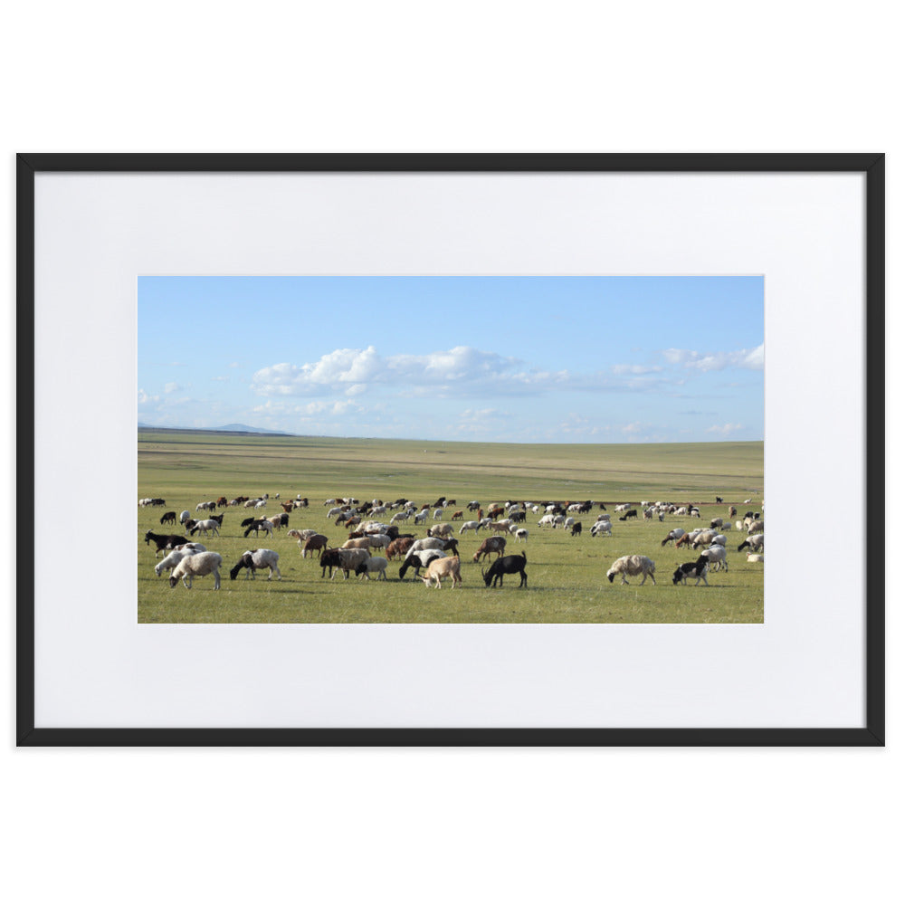 Poster mit Passepartout - Herd of sheep graze in Mongolian steppe Schwarz / 61×91 cm artlia