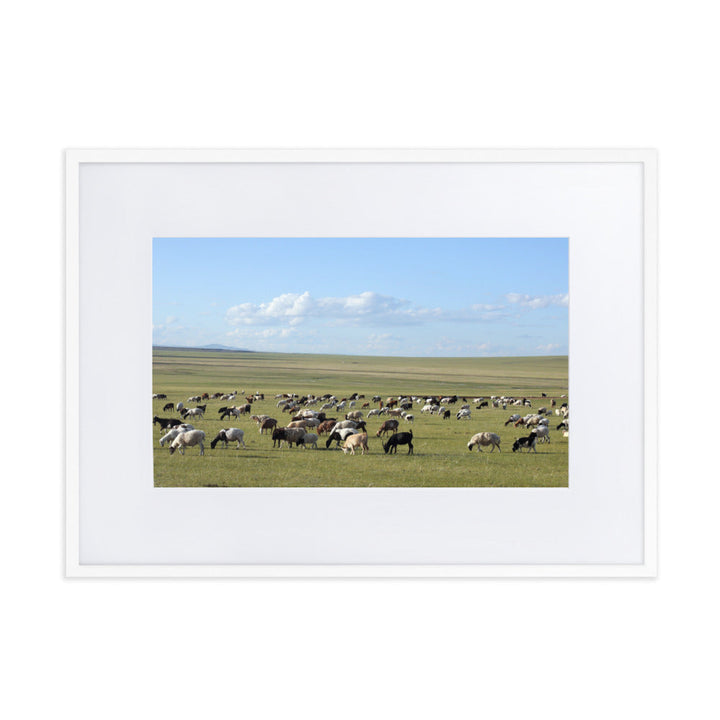 Poster mit Passepartout - Herd of sheep graze in Mongolian steppe Weiß / 50×70 cm artlia