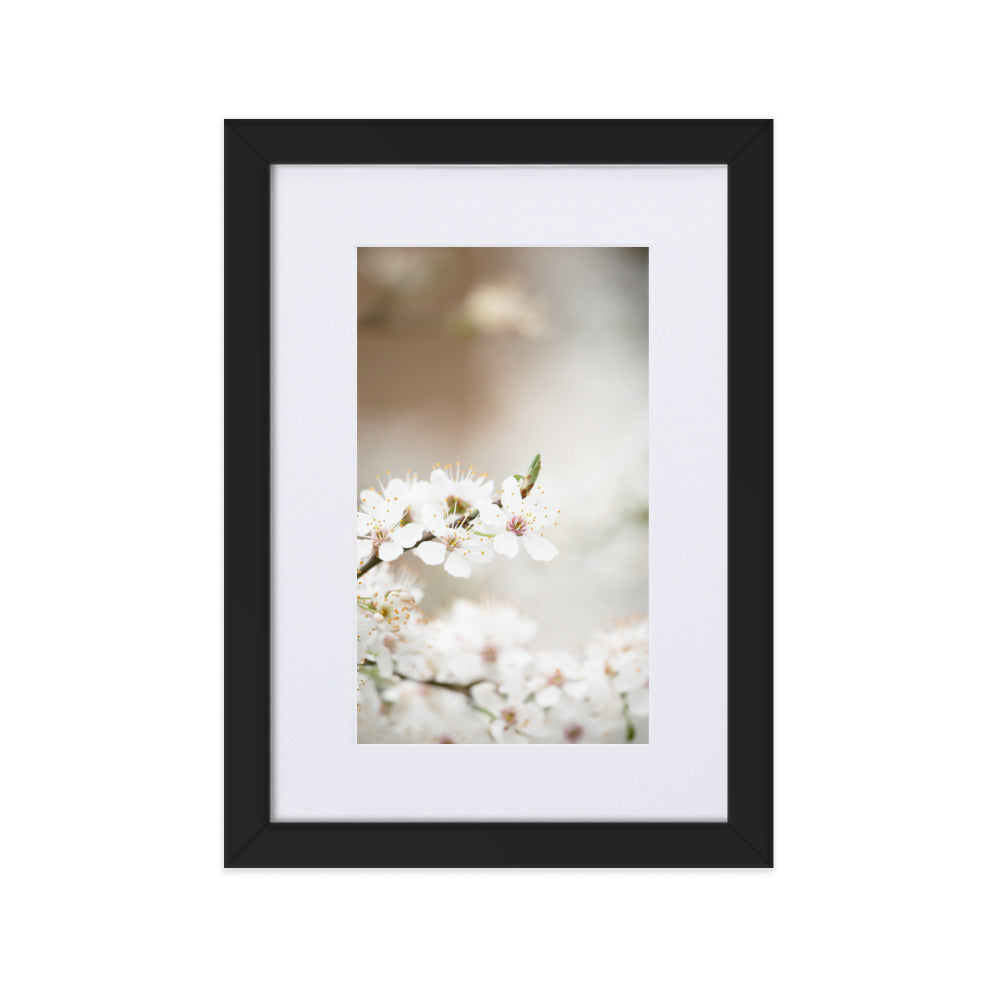 Poster mit Passepartout - Kirschblüten Schwarz / 21×30 cm artlia