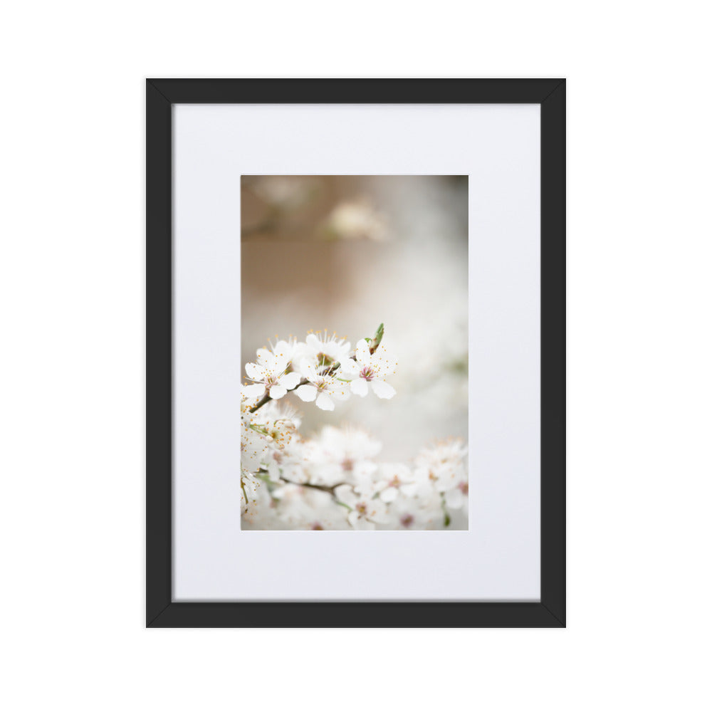 Poster mit Passepartout - Kirschblüten Schwarz / 30×40 cm artlia