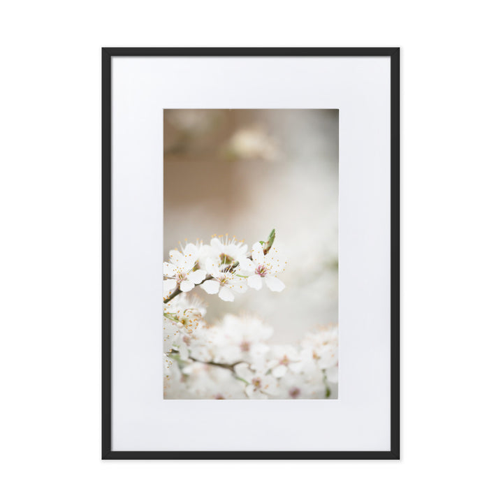 Poster mit Passepartout - Kirschblüten Schwarz / 50×70 cm artlia