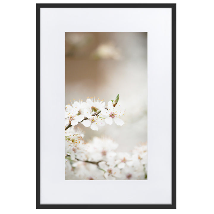 Poster mit Passepartout - Kirschblüten Schwarz / 61×91 cm artlia