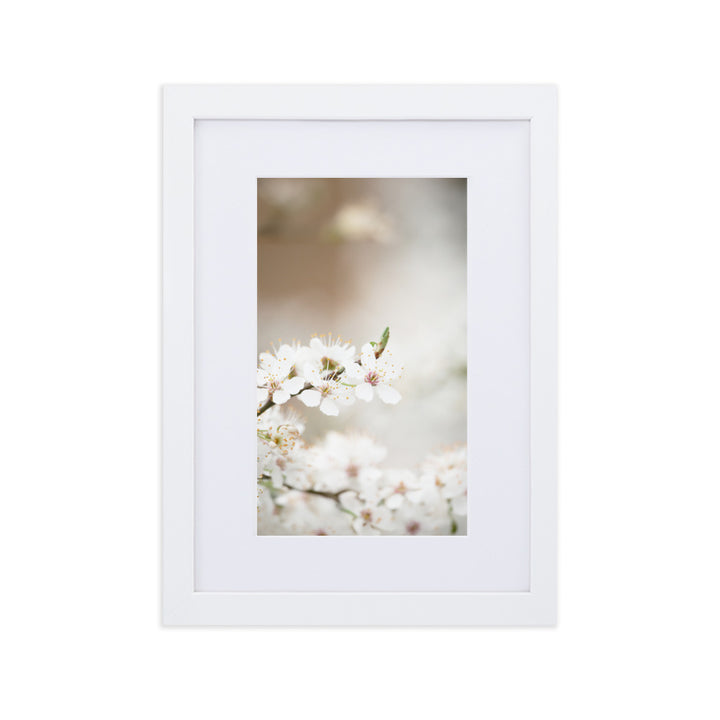 Poster mit Passepartout - Kirschblüten Weiß / 21×30 cm artlia