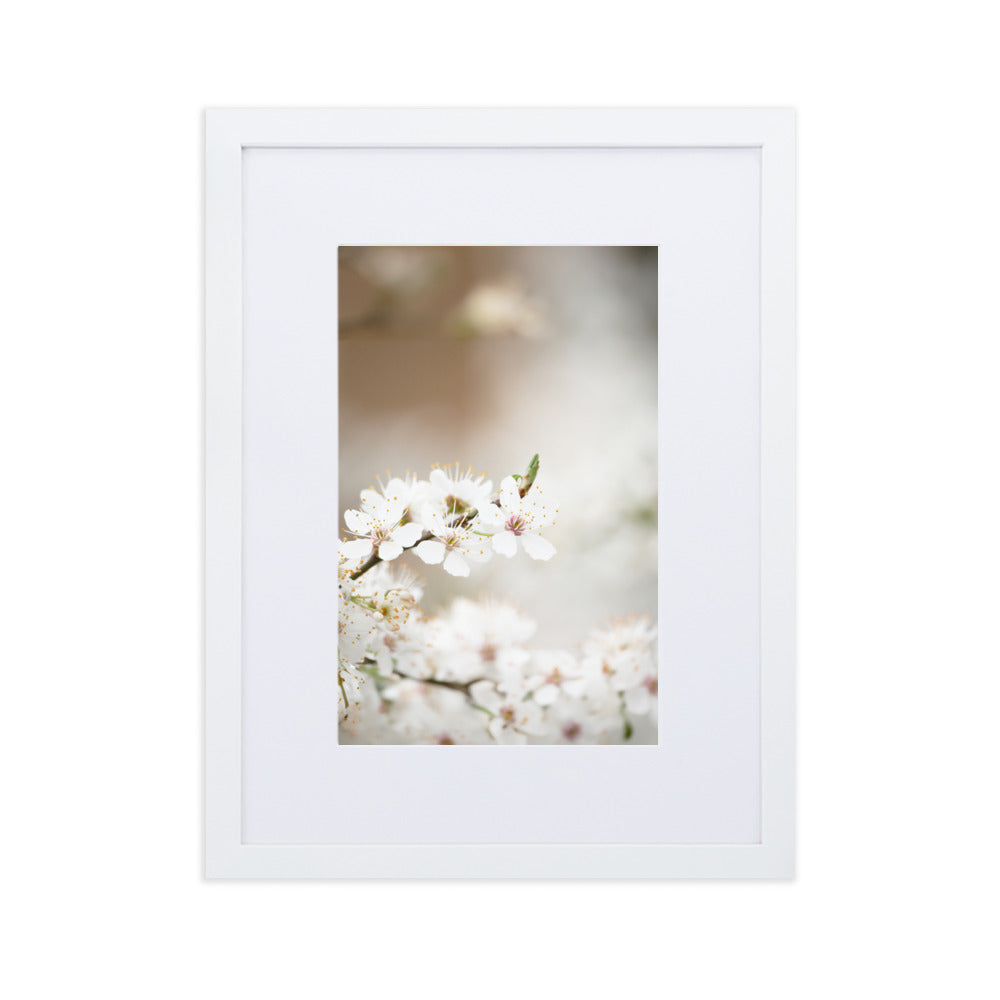 Poster mit Passepartout - Kirschblüten Weiß / 30×40 cm artlia