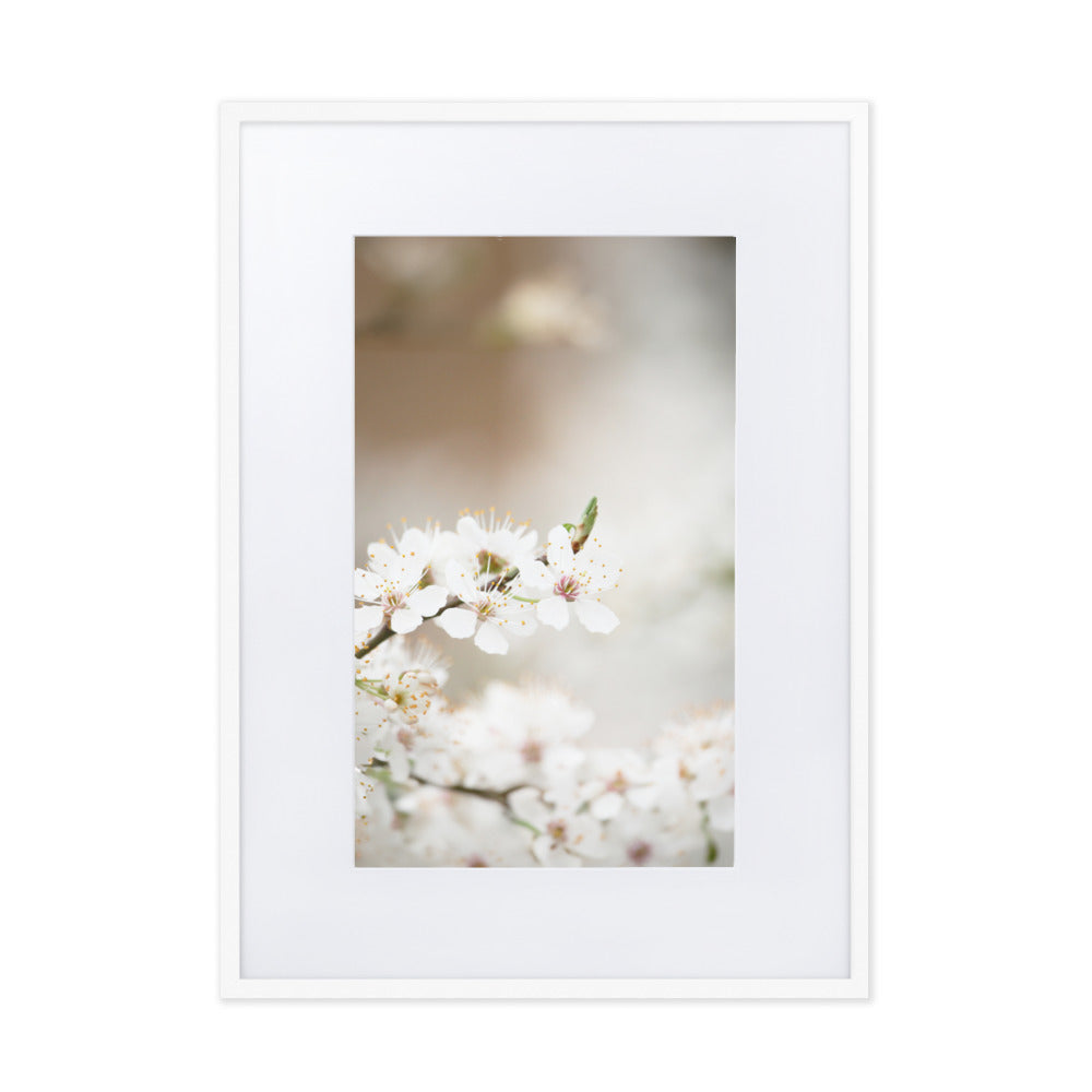 Poster mit Passepartout - Kirschblüten Weiß / 50×70 cm artlia