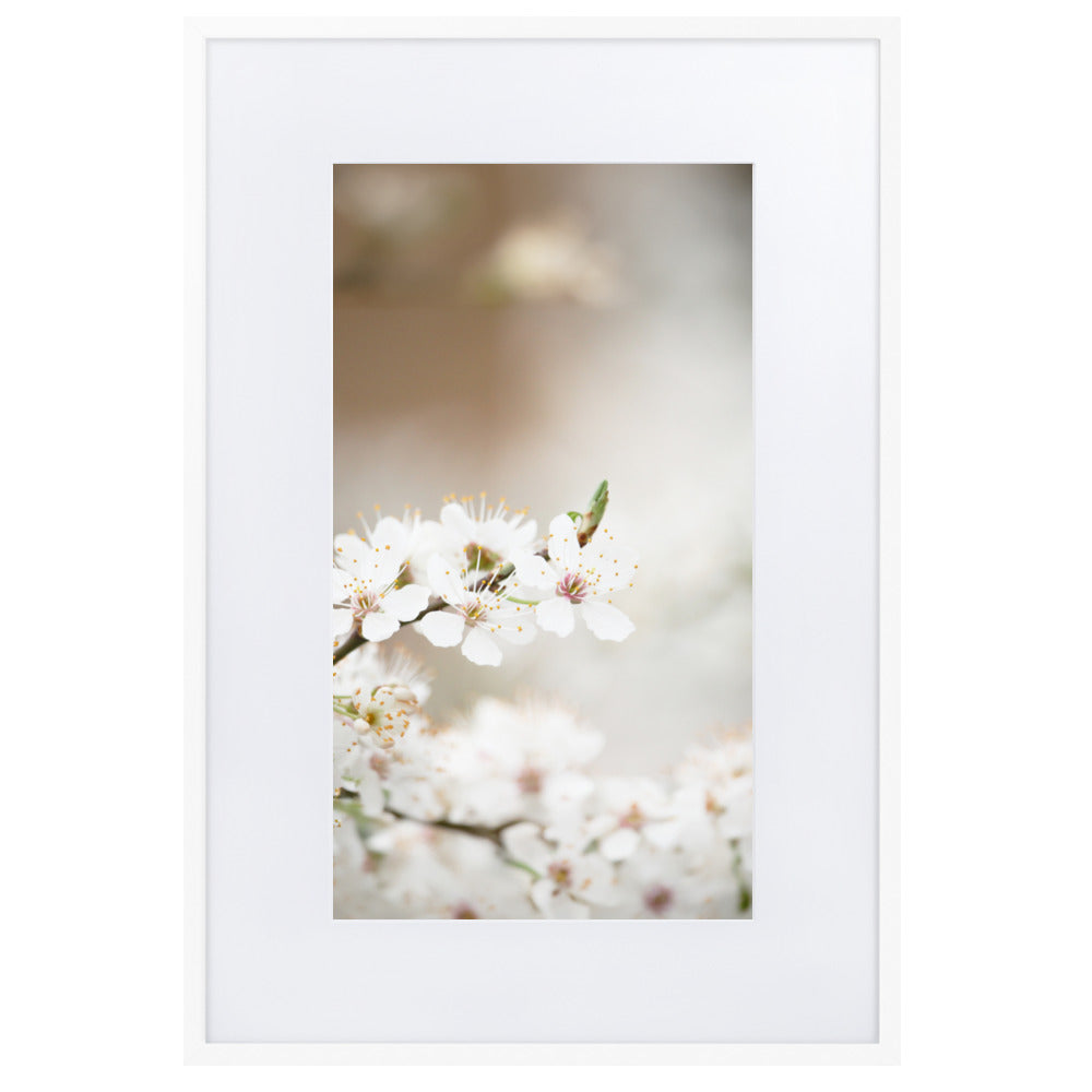 Poster mit Passepartout - Kirschblüten Weiß / 61×91 cm artlia