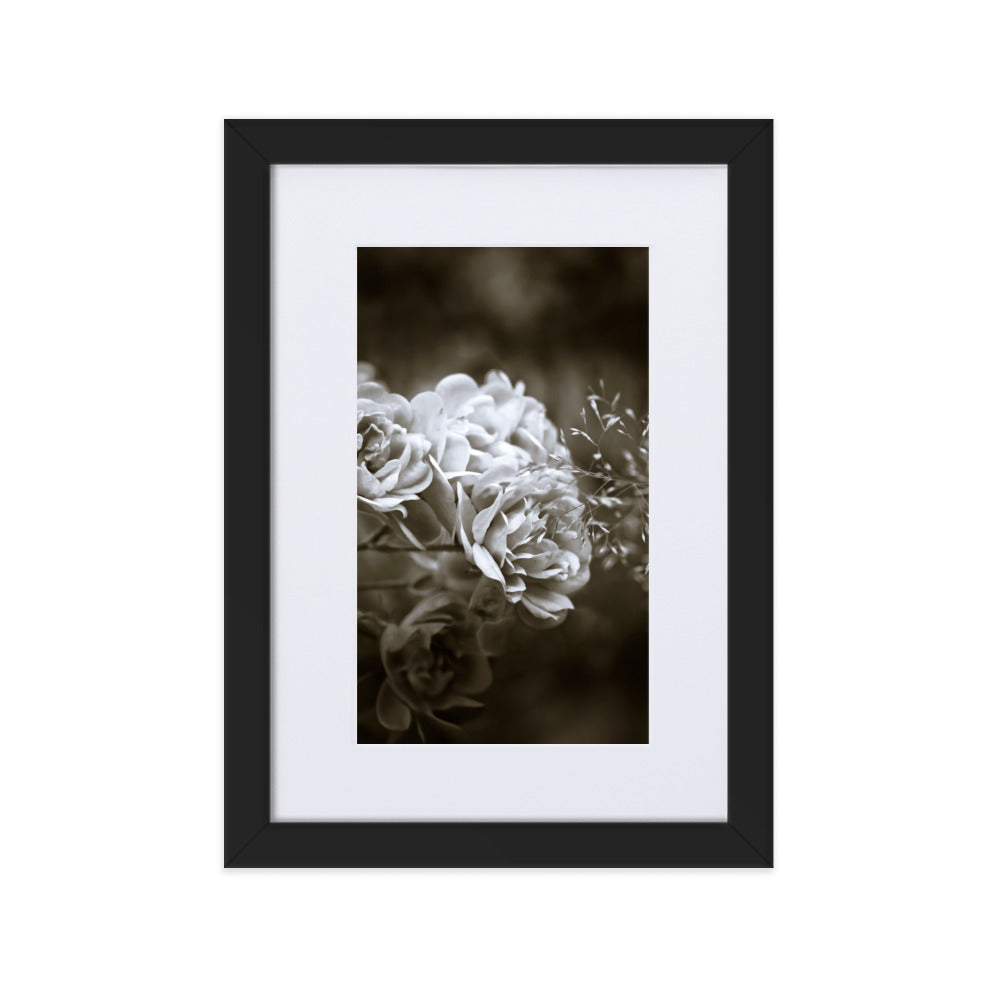 Poster mit Passepartout - Weiße Pfingstrosen Schwarz / 21×30 cm artlia