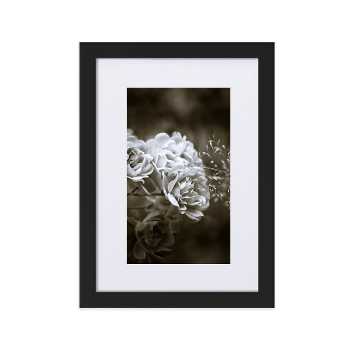Poster mit Passepartout - Weiße Pfingstrosen Schwarz / 21×30 cm artlia