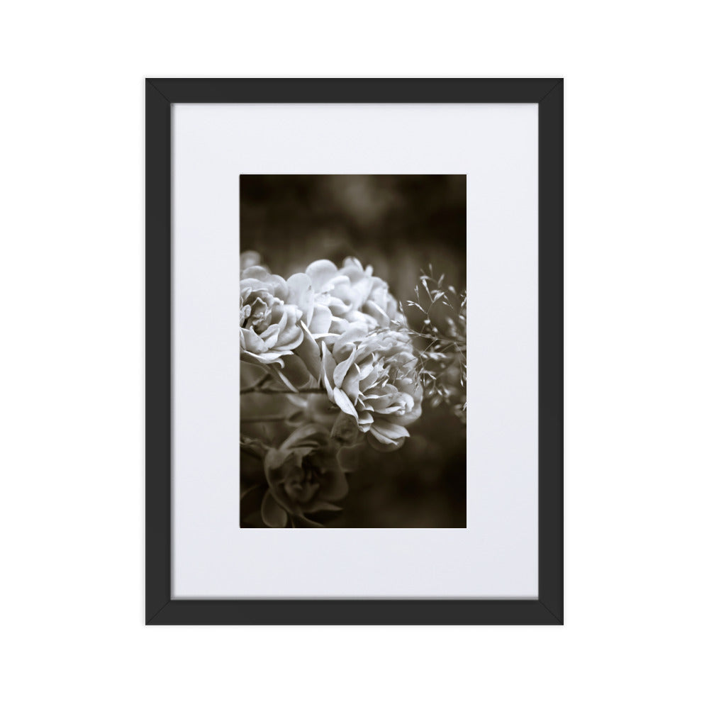 Poster mit Passepartout - Weiße Pfingstrosen Schwarz / 30×40 cm artlia
