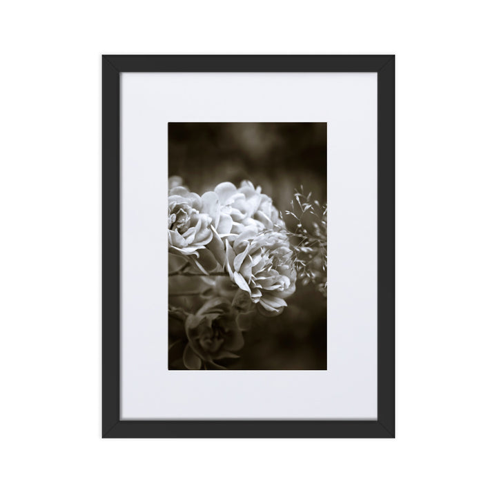 Poster mit Passepartout - Weiße Pfingstrosen Schwarz / 30×40 cm artlia