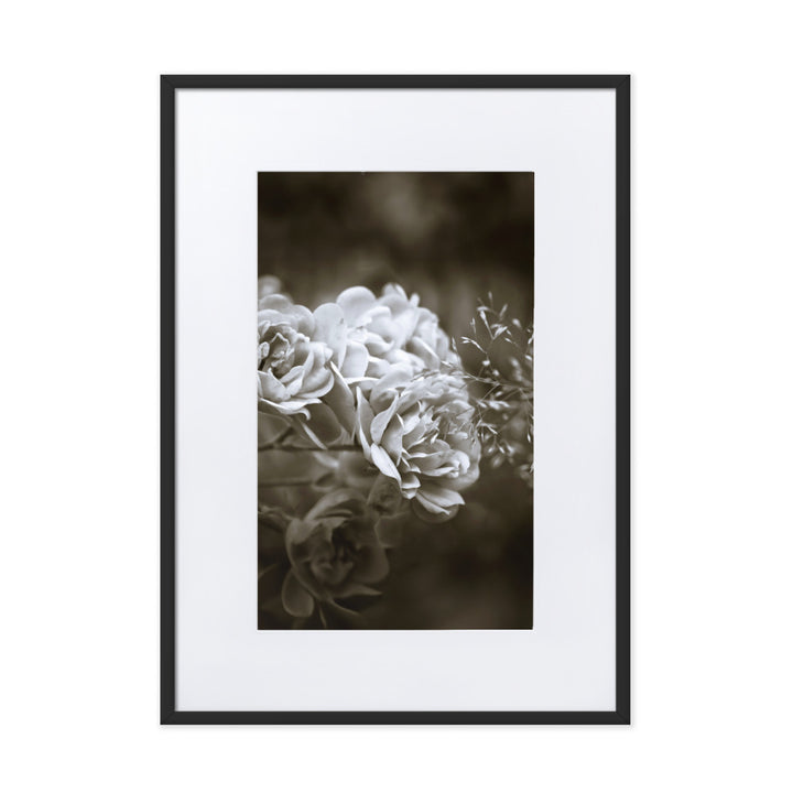 Poster mit Passepartout - Weiße Pfingstrosen Schwarz / 50×70 cm artlia