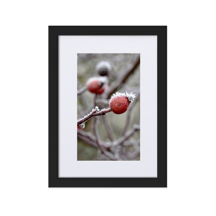 Poster mit Passepartout - Winterbeeren II Schwarz / 21×30 cm artlia